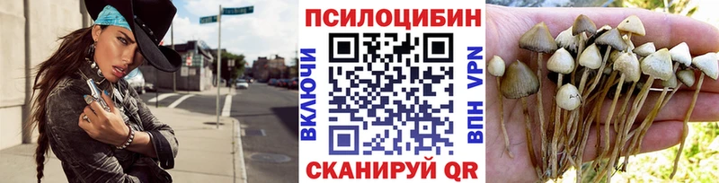 Галлюциногенные грибы Psilocybe  Черногорск 